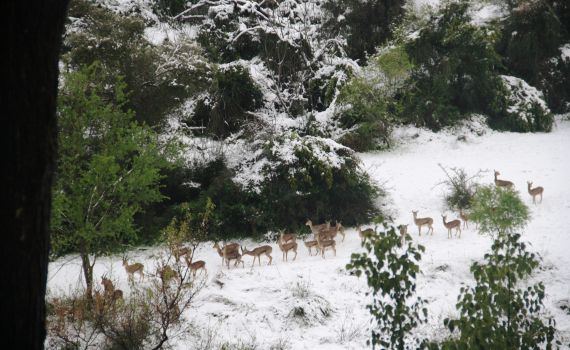 תמונת היום: עדר צבאים בשלג בירושלים