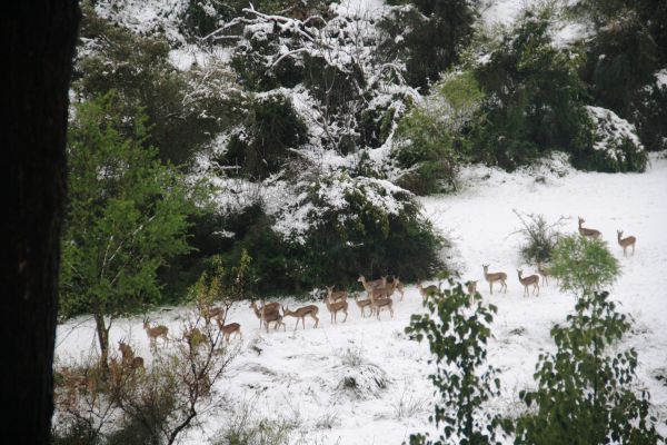 תמונת היום: עדר צבאים בשלג בירושלים