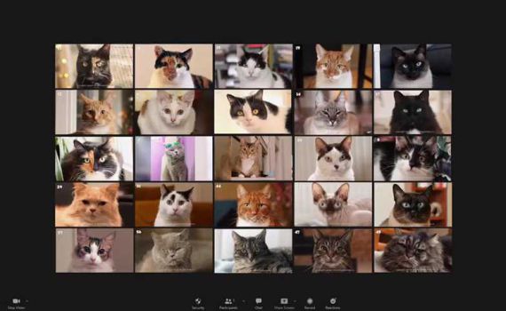 הכי מוצלח עד עכשיו: זום החתולים של מרצ. צפו