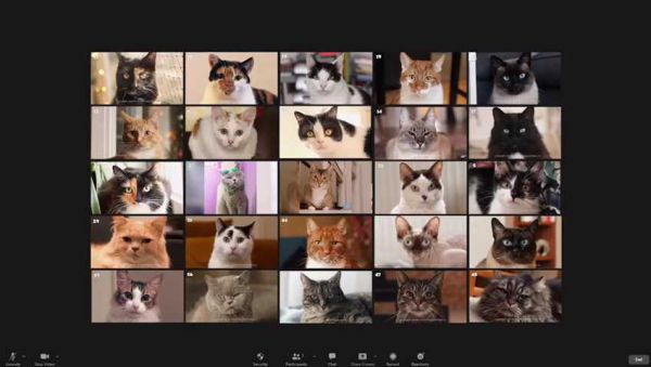 הכי מוצלח עד עכשיו: זום החתולים של מרצ. צפו