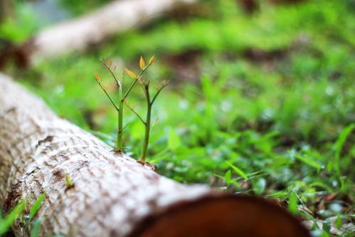 איך מובילים את חיינו לחידוש תמידי?