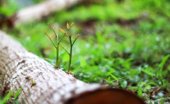 איך מובילים את חיינו לחידוש תמידי?