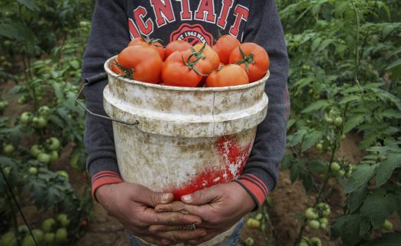 "הקנייה מרצועת עזה מחסלת את ענף העגבניות"