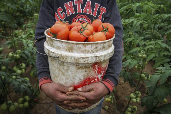 "הקנייה מרצועת עזה מחסלת את ענף העגבניות"