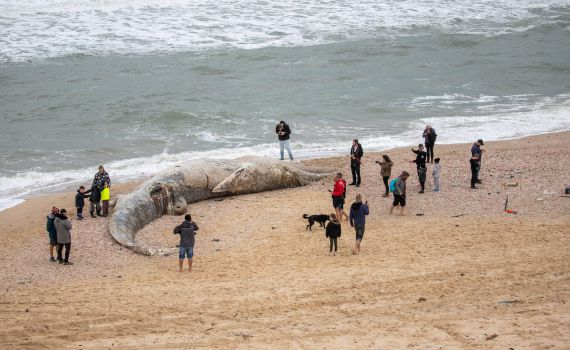 זיהום נרחב בחופים; מחר- פתיחת המשק | סיכום שבת