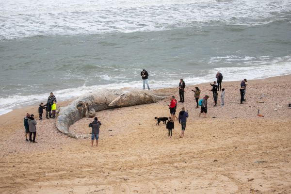 זיהום נרחב בחופים; מחר- פתיחת המשק | סיכום שבת