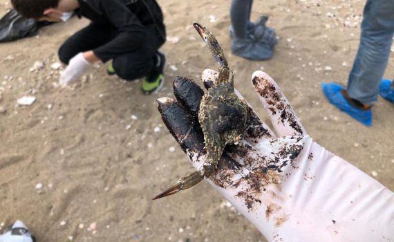 מקומם: צו איסור פרסום על חקירת האסון האקולוגי