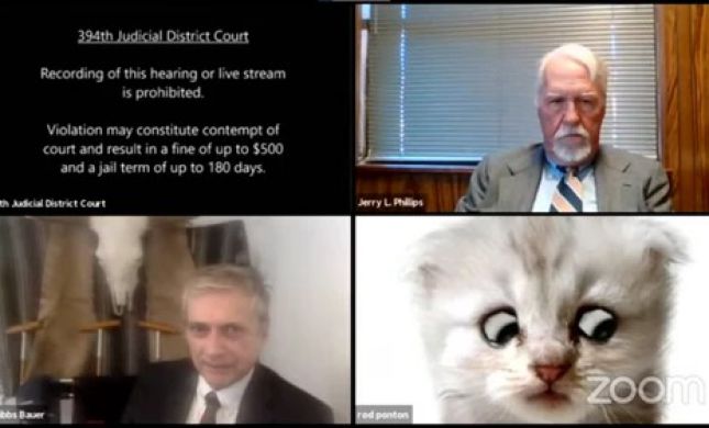  "אני לא חתול": טעות בבית המשפט קרעה את הרשת