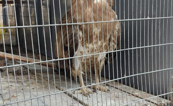 נתפס: תושב אום אל פאחם החזיק בביתו עוף דורס מוגן