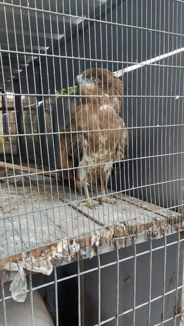 נתפס: תושב אום אל פאחם החזיק בביתו עוף דורס מוגן