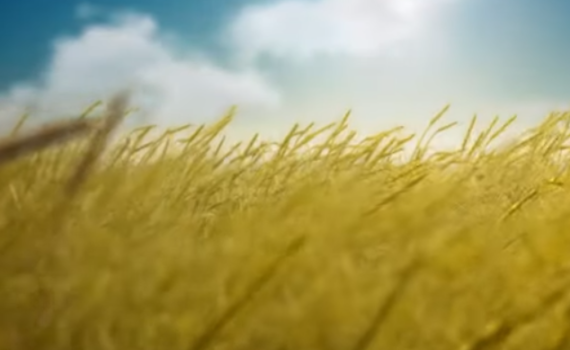 צפו: כמה נקודות על ספירת העומר וקורבן העומר