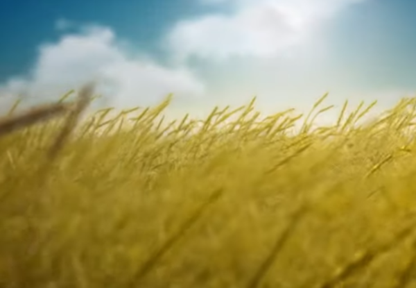 צפו: כמה נקודות על ספירת העומר וקורבן העומר