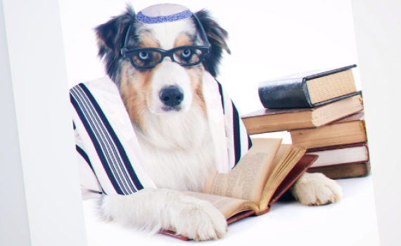 בר מצווה לכלבים: יהדות התורה מסעירה את הרשת