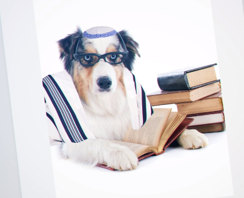 בר מצווה לכלבים: יהדות התורה מסעירה את הרשת