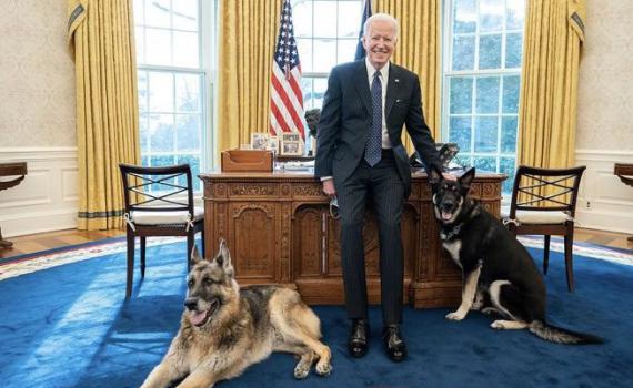 לאחר נשיכה: הכלבים של ביידן הורחקו מהבית הלבן