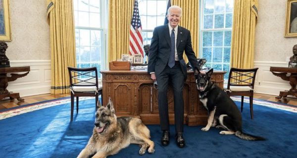 אחרי שבועיים: הכלבים של ביידן חזרו לבית הלבן