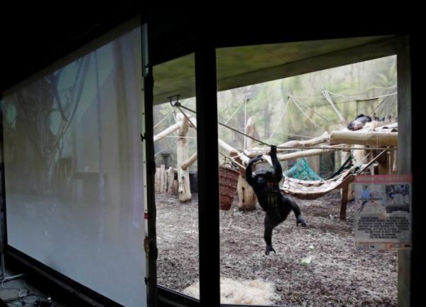 צפו: מה קרה כשקופים נכנסו לשיחה בזום?