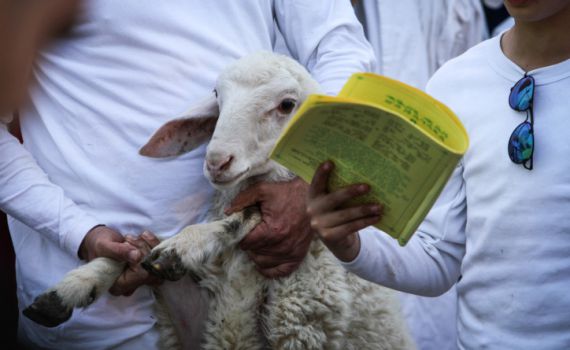 צפו: קצר על הפרשה | בבית המקדש ה-3 יהיו קורבנות?