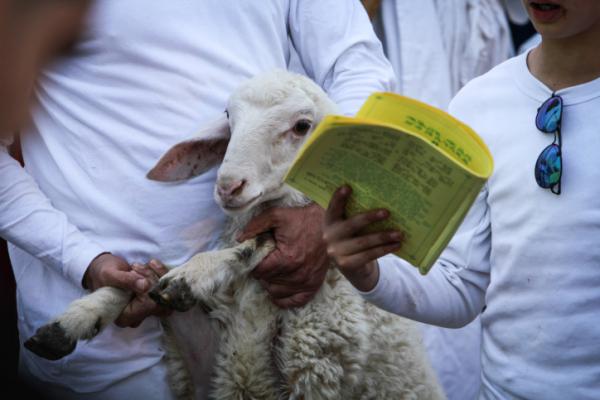 צפו: קצר על הפרשה | בבית המקדש ה-3 יהיו קורבנות?