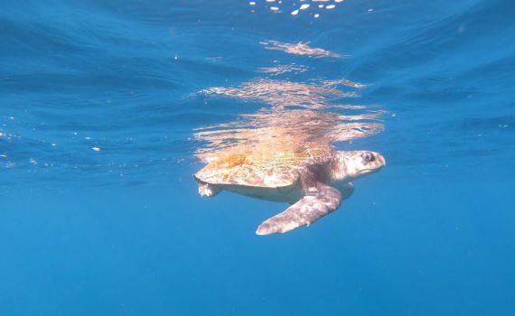 התיירות חזרה לאילת: צבת ים נדירה נצפתה במפרץ