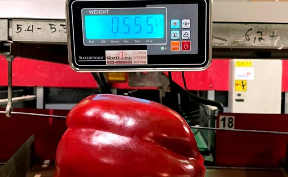 שיא גינס בערבה? פלפל אדום שוקל יותר מחצי קילו