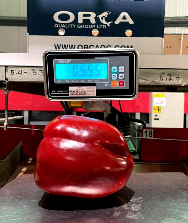 שיא גינס בערבה? פלפל אדום שוקל יותר מחצי קילו