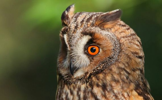 תמונת היום: ינשופת עצים ביער ירושלים