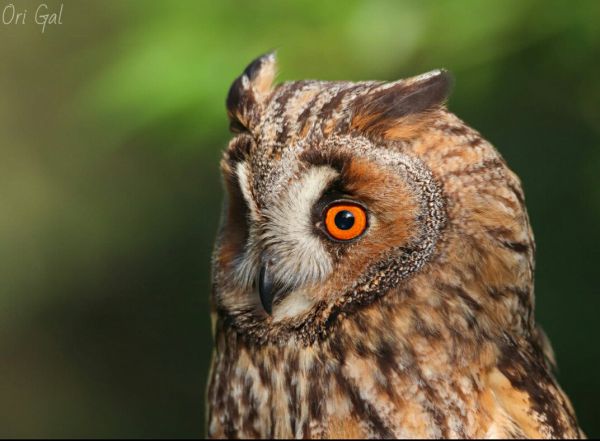 תמונת היום: ינשופת עצים ביער ירושלים