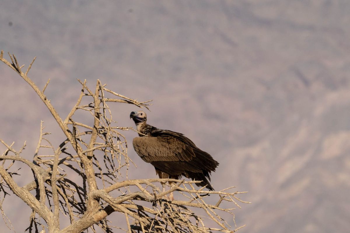 לראשונה מזה 32 שנה: עזניית נגב נצפתה בישראל