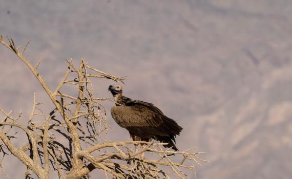 לראשונה מזה 32 שנה: עזניית נגב נצפתה בישראל