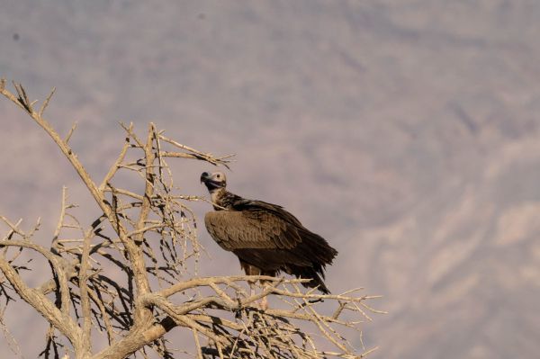 לראשונה מזה 32 שנה: עזניית נגב נצפתה בישראל