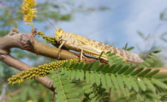 צפו: נחילי ארבה התנחלו באזור אילת ונחל פארן