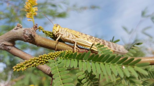 צפו: נחילי ארבה התנחלו באזור אילת ונחל פארן