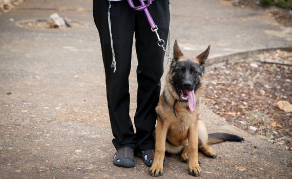 צפו: קצר על הפרשה | למה כלב כן וחזיר לא?