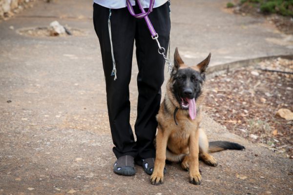 צפו: קצר על הפרשה | למה כלב כן וחזיר לא?
