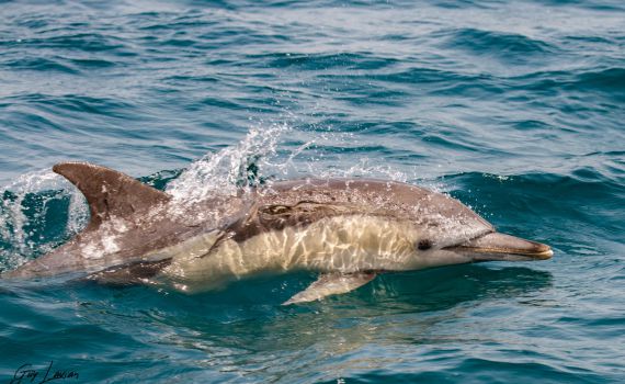 מרהיב: לשוט עם דולפינים בים התיכון • צפו:
