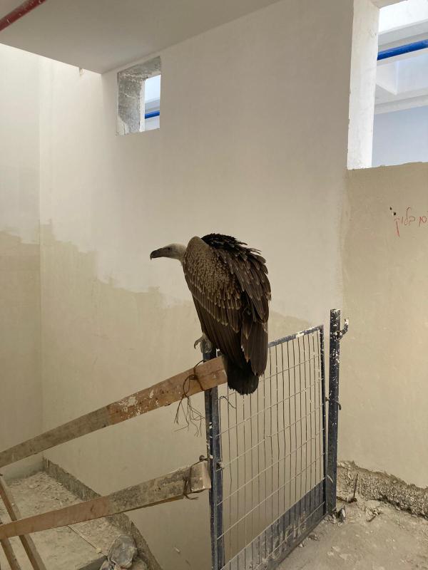 אורח נדיר בארץ התגלה בקומה ה-43: נשר דרומי