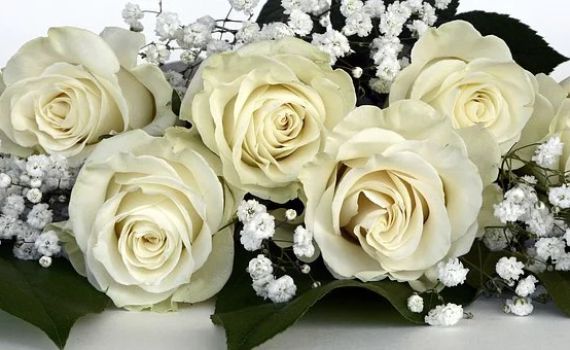 טריומף – הפריט הראשון לשמחה שלך