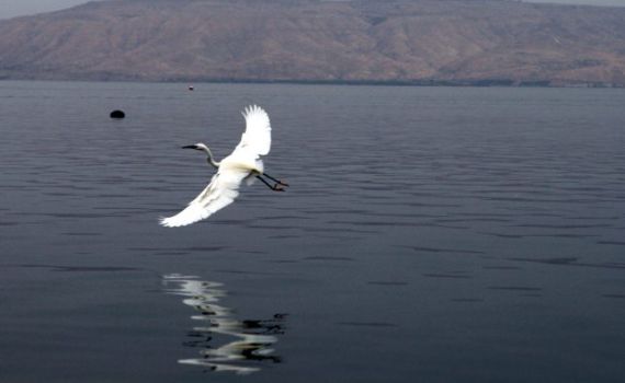 צפו בתיעוד | חילוץ אנפה מחוטי דיג בכינרת