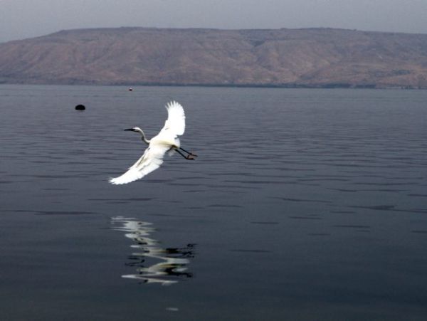 צפו בתיעוד | חילוץ אנפה מחוטי דיג בכינרת