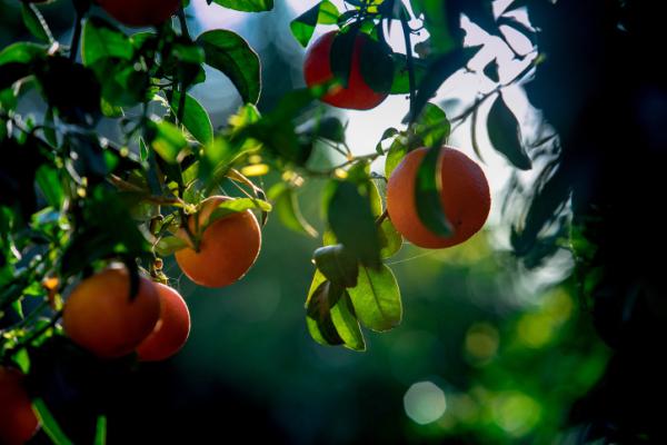 צפו: קצר על הפרשה | מאיפה יהיה אוכל בשמיטה?
