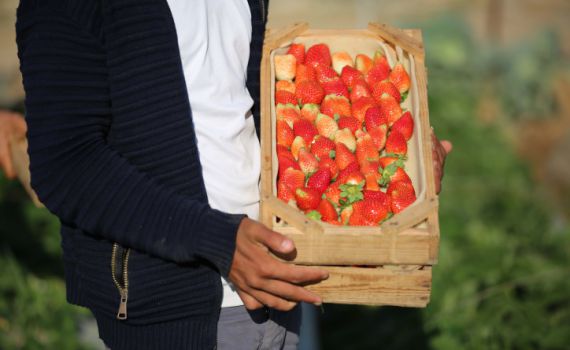 לקראת השמיטה: זה הזמן לחיזוק החקלאות הישראלית