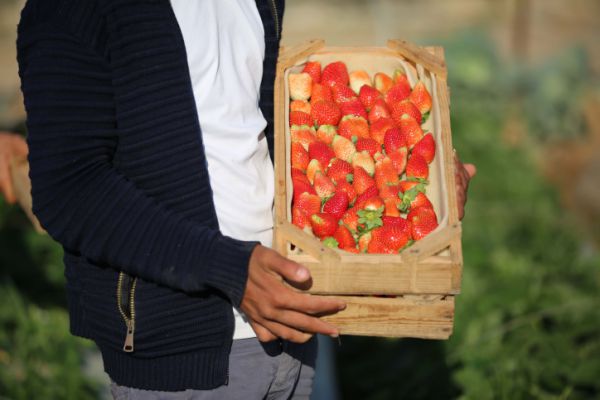 לקראת השמיטה: זה הזמן לחיזוק החקלאות הישראלית