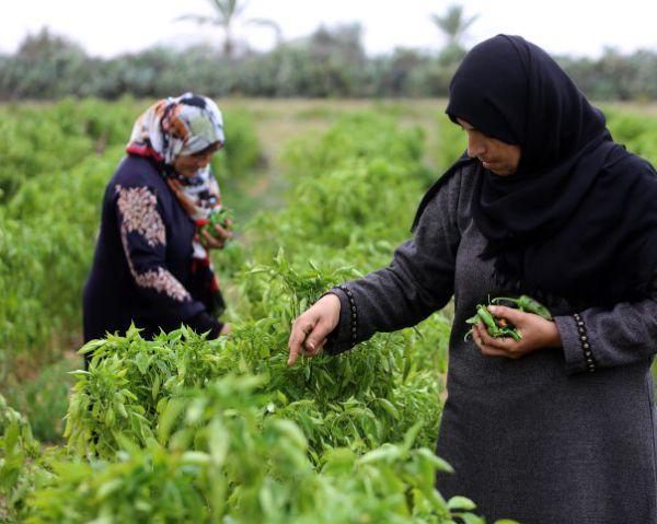 קמפיין חדש קורא: לא לקנות סחורה מחקלאים ערבים