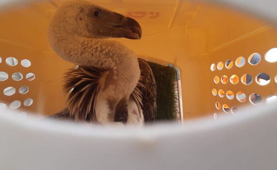 סוף עצוב: ניסיונות ההצלה של הנשר הדרומי כשלו