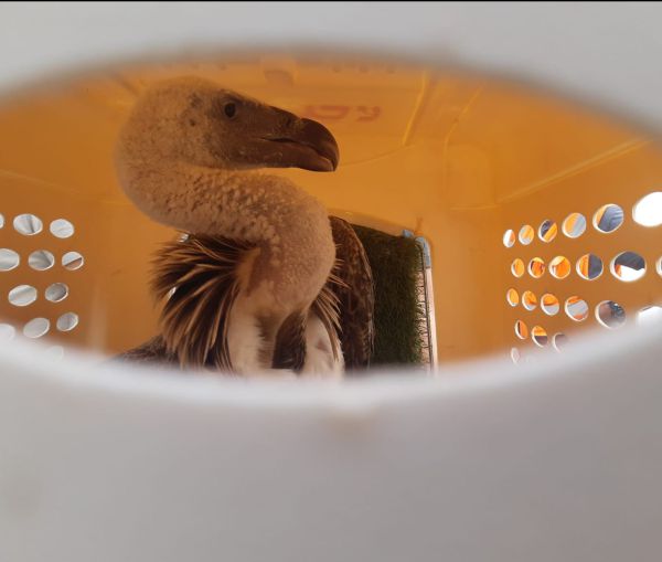 סוף עצוב: ניסיונות ההצלה של הנשר הדרומי כשלו