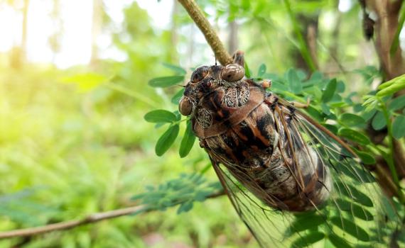 מכת חרקים בארה"ב: אלפי ציקדות פקדו את וושינגטון