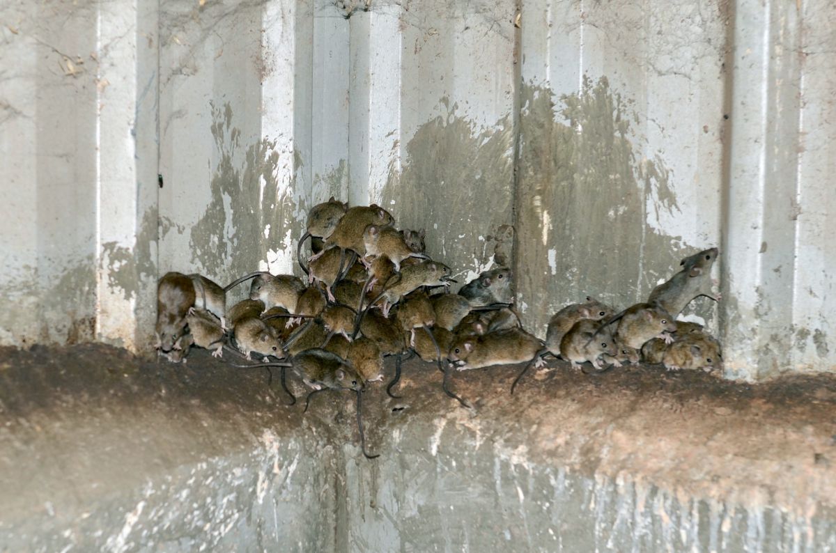 מכה באוסטרליה: מיליוני עכברים השתלטו על המדינה