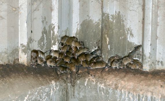 מכה באוסטרליה: מיליוני עכברים השתלטו על המדינה