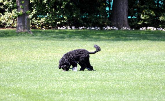 חריג: כלב ביתי נדבק בכלבת במושב פרזון